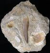 Fossil Plesiosaur Tooth In Matrix With Fish Verts #19099-1